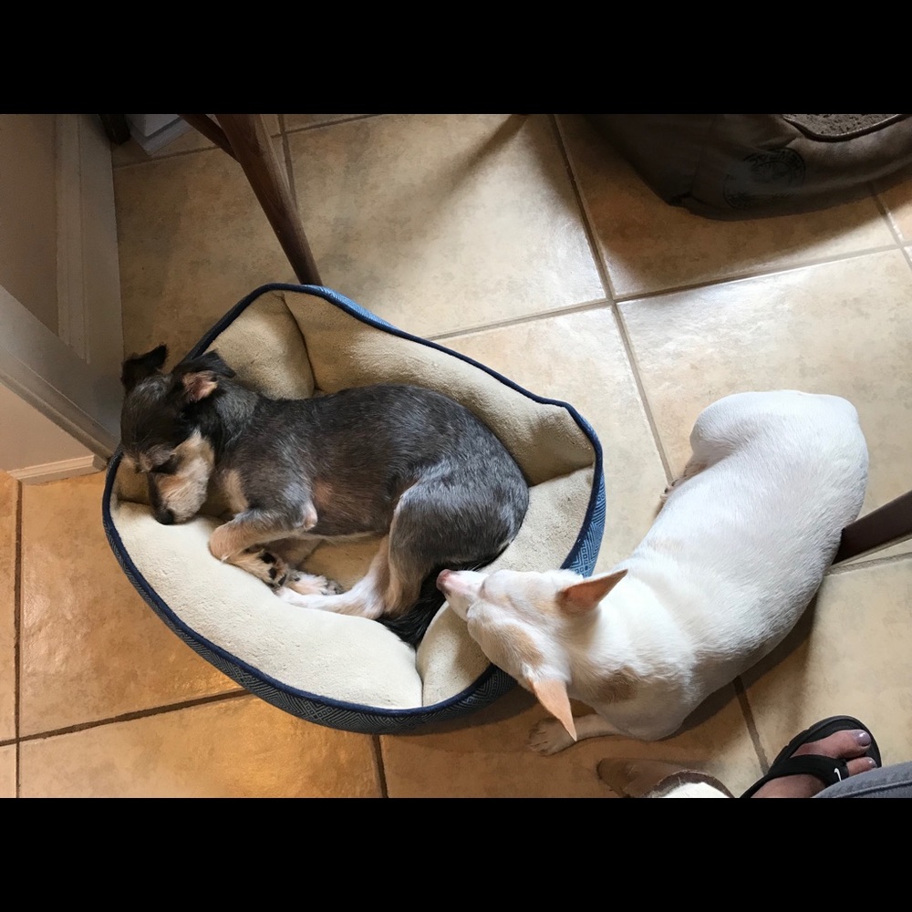 Meet your Posher, Samantha